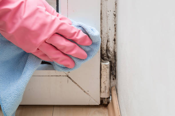 New Deal, TX Mold Removal Company